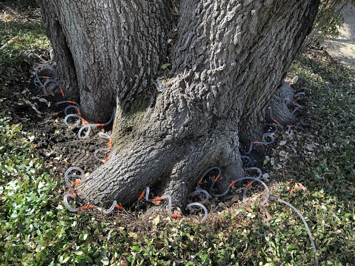 Detailed Tree Cabling and Bracing job site in Mi Wuk Village